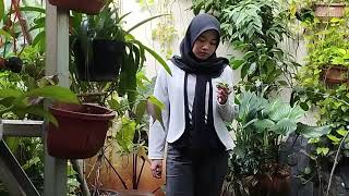 Download lagu Cover lagu Koes Plus : MALU mp3