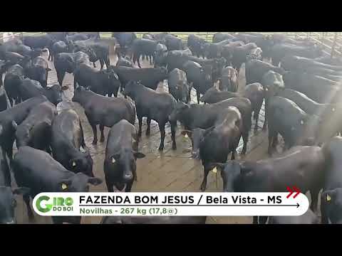1953: NOVILHADA ANGUS DÁ SHOW DE QUALIDADE EM BELA VISTA (MS); VEJA