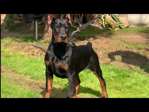 4 month old European Doberman