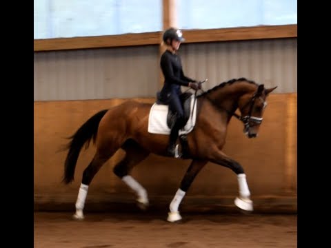 Fusionistin, Hann. Stute geb. 2021 v. Fusionist - Rotspon