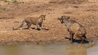 Leopardo ataca filhote de búfalo que quebrou a pata!!!