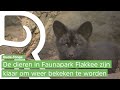 Faunapark Flakkee snakt naar heropening