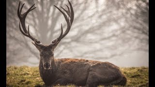 Download lagu Tentang RUSA - Deer | Dunia Anak - Dunia Hewan mp3