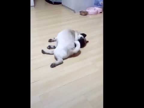 ¡LOS ANIMALES DIVERTIDOS NO FALLAN!