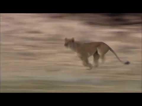 lion failed giraffe hunt