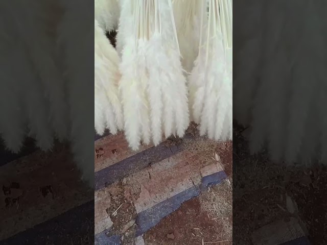 Vídeo relacionado con VMINOG Artificiales De Pampas 30 Pcs Pampas Secas Decoracion,55 Cm Hierba De Pampa Grass Grande,Decoración De Flores Secas,Plantas Artificiales,Boho para Decoración del Hogar(Azul)