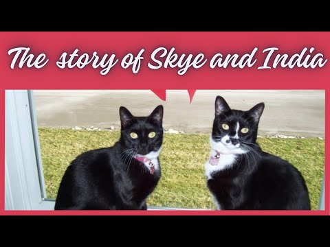 STORYTIME!!   LULU'S KITTY CATS!!  HOW I CAME TO LOVE TWO CUTE LITTLE TUXEDO KITTENS!!