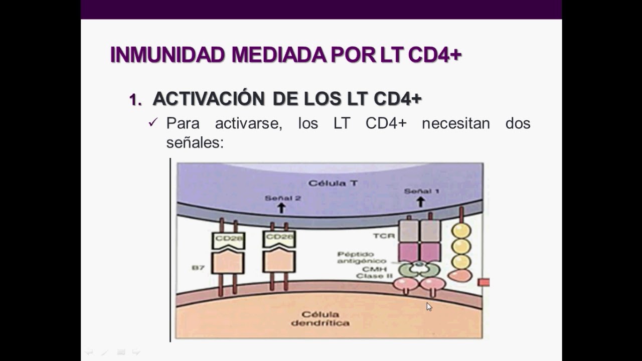 Introducción a la inmunología humana - Clase 7: Linfocitos T