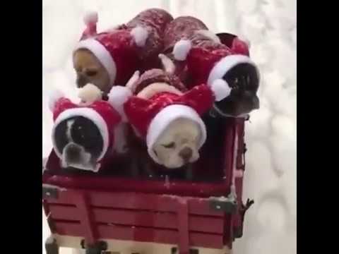 download lagu mp3 mp4 Dogs Barking Jingle Bells Ringtone, download lagu Dogs Barking Jingle Bells Ringtone gratis, unduh video klip Dogs Barking Jingle Bells Ringtone