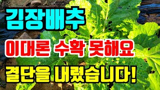 김장배추 이대론 수확못해요 결단을 내렸습니다 상황에 맞는 대처법