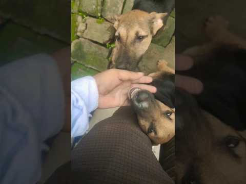 Yarana #viral #dogs #doglover