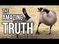 Geese