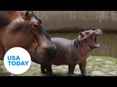 Baby hippo Fritz grubs on lettuce at Cincinnati Zoo | USA TODAY