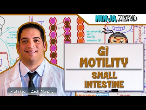 Gastrointestinal Teeth Anatomy