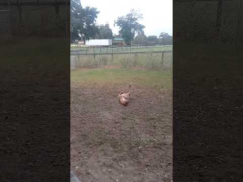 Ansley morning stretch and backs rub. Lindsay comes to help. #stretchzone #stretch