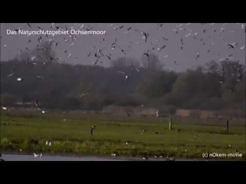 Naturschutzgebiet Ochsenmoor am Dümmer See
