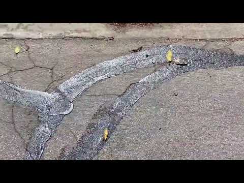 Introduction to Crack Sealing (2022) Max Devereaux Short Film