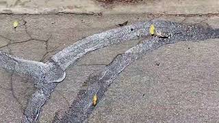 Introduction to Crack Sealing (2022) Max Devereaux Short Film