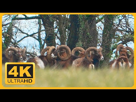 Herd of European Mouflon (Beautiful Rams) & Fallow Deers
