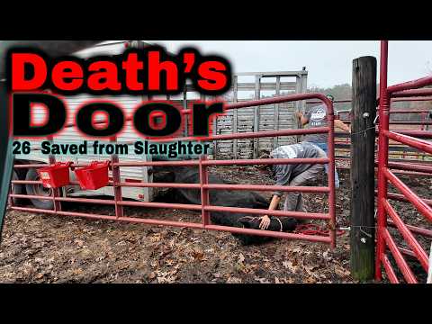 November Buyout Intake (Almost Live)