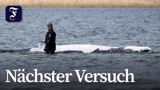 Neue Rettungsaktion für gestrandeten Buckelwal