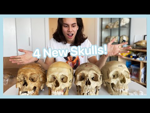 Unboxing 4 Real Human Skulls?!