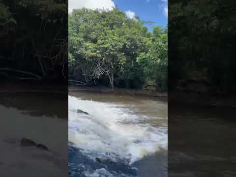 As maravilhas de flexeiras Alagoas