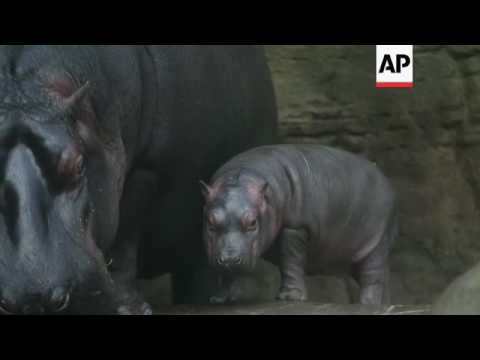 Raw: Baby Hippo Makes a Splash at Czech Zoo