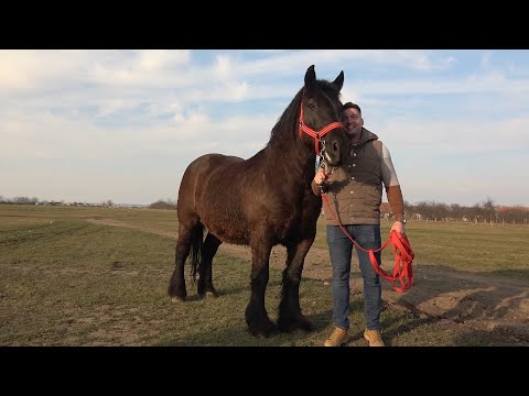 Caii lui Gopa de la Bazos, Timis - 2023 Nou!!!