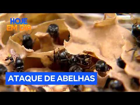 Ataque de abelhas em MG deixa um morto e feridos após colisão com colmeia