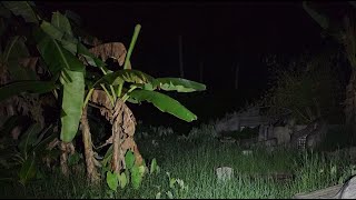 Download lagu Live ❗MASUK MAKAM TIONGHOA || MISTERI PENUNGGU POHON BERINGIN mp3