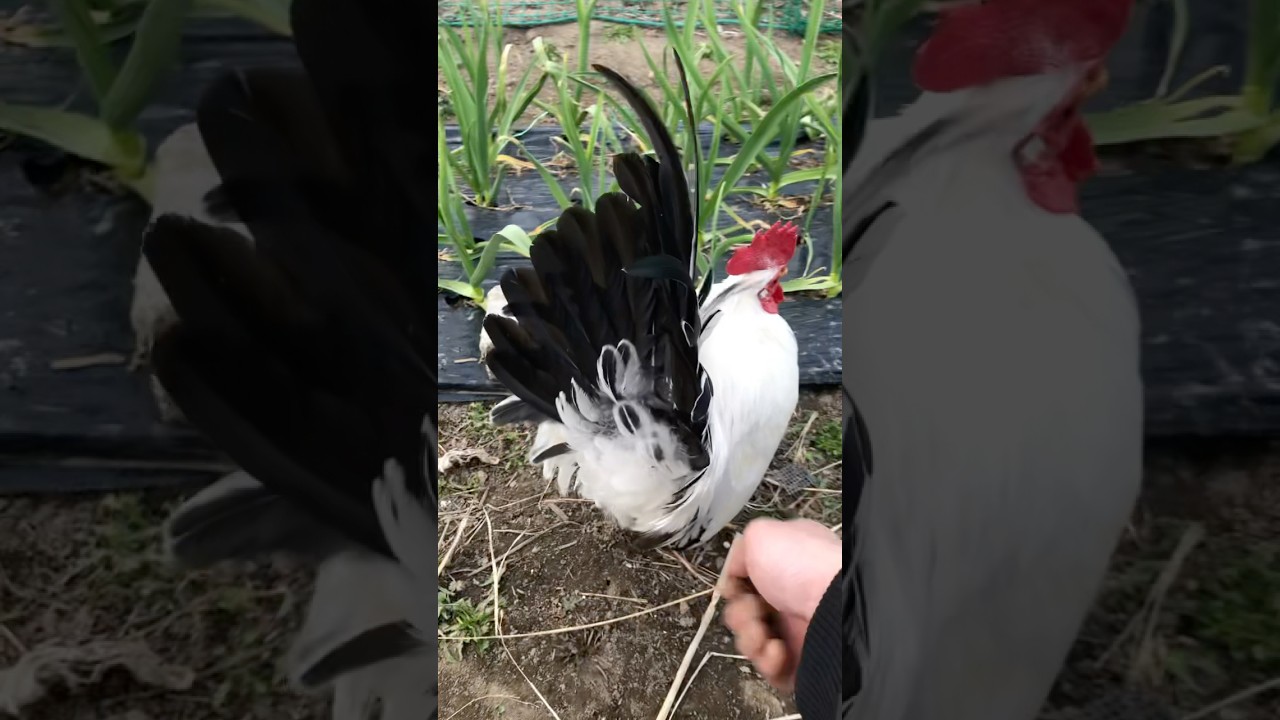 Gà tre cảnh đẹp #gachua #duck #funny #miradacanina #mypetdn #music #nostalgia #gatre #gacanh