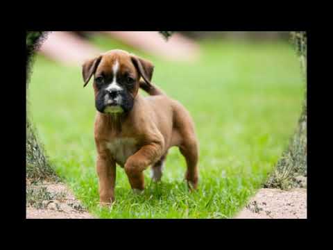 download lagu mp3 mp4 Boxer Bringé A Vendre, download lagu Boxer Bringé A Vendre gratis, unduh video klip Boxer Bringé A Vendre