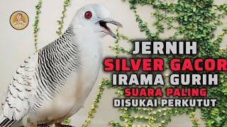 Download lagu PERKUTUT SILVER GACOR SUARA TEBAL IRAMA MEMANGGIL TEMANNYA ‼️ mp3
