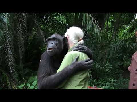 Alliberament de la Wounda per Jane Goodall