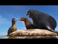 Sea Lions Help Marlin And Nemo To Find Dory Finding Dory Scene 17