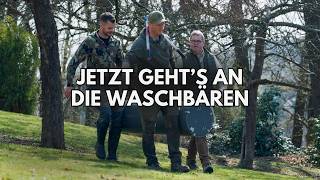 Schluss mit lustig! 🦝🦝 Wir beginnen mit der Fallenjagd im Hochwildrevier!