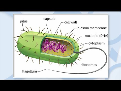 Så vet du om du är bärare av multiresistenta bakterier - Nyhetsmorgon (TV4)