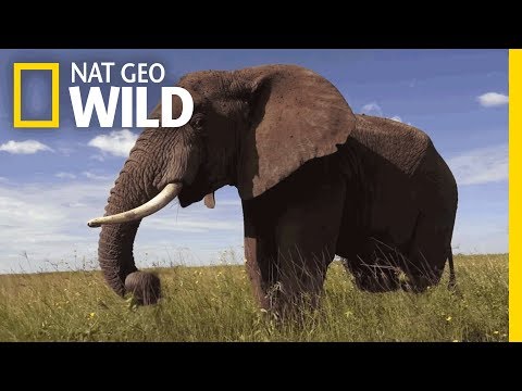 Elephants 101 | Nat Geo Wild