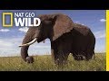 Elephants 101 Nat Geo Wild