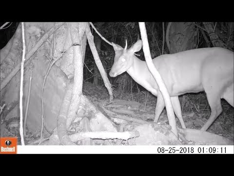 Veado mateiro de um chifre na ceva de sal