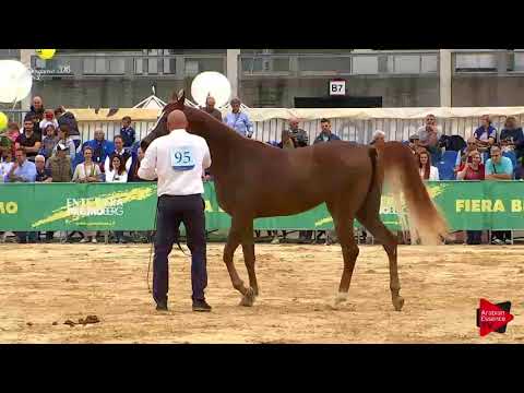 N.95 TRESOR DOMINGA - Bergamo 2018 - Straight Egyptian Fillies (Class B)