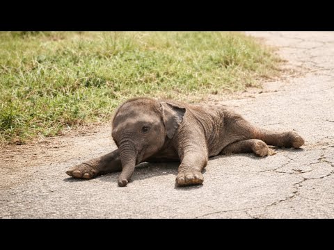 A baby elephant with paralyzed legs is crying for help; what happens next will bring you to tears