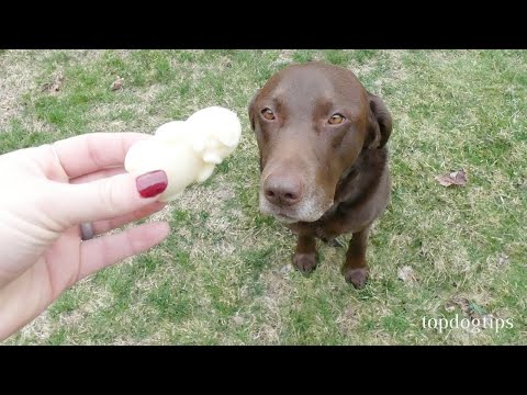Apple and Honey Ice Cream for Dogs