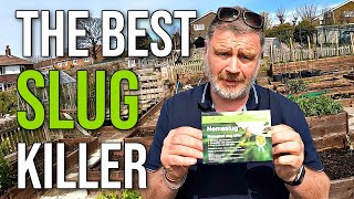 How To Kill Slugs In The Garden | Easy Effective Slug Control