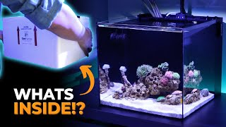 Ep. 9 Ordering LIVE Marine Animals Online (What's inside!?) | Blue Reef Tank