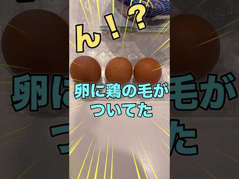 鶏が卵を食べるのですが、なぜですか?何をするか？それを避けるために取るべき6つのステップ  庭園