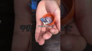 【にじさんじチョコエッグ2】弟と開けたよ。 #剣持刀也 #にじさんじ #グッズ開封 #手元動画