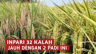 Download lagu HASIL PRODUKSI PADI INI 2X DARI PADI INPARI 32 PADI BARU INI LAYAK DI PERTIMBANGKAN mp3 Download lagu HASIL PRODUKSI PADI INI 2X DARI PADI INPARI 32 PADI BARU INI LAYAK DI PERTIMBANGKAN mp3
