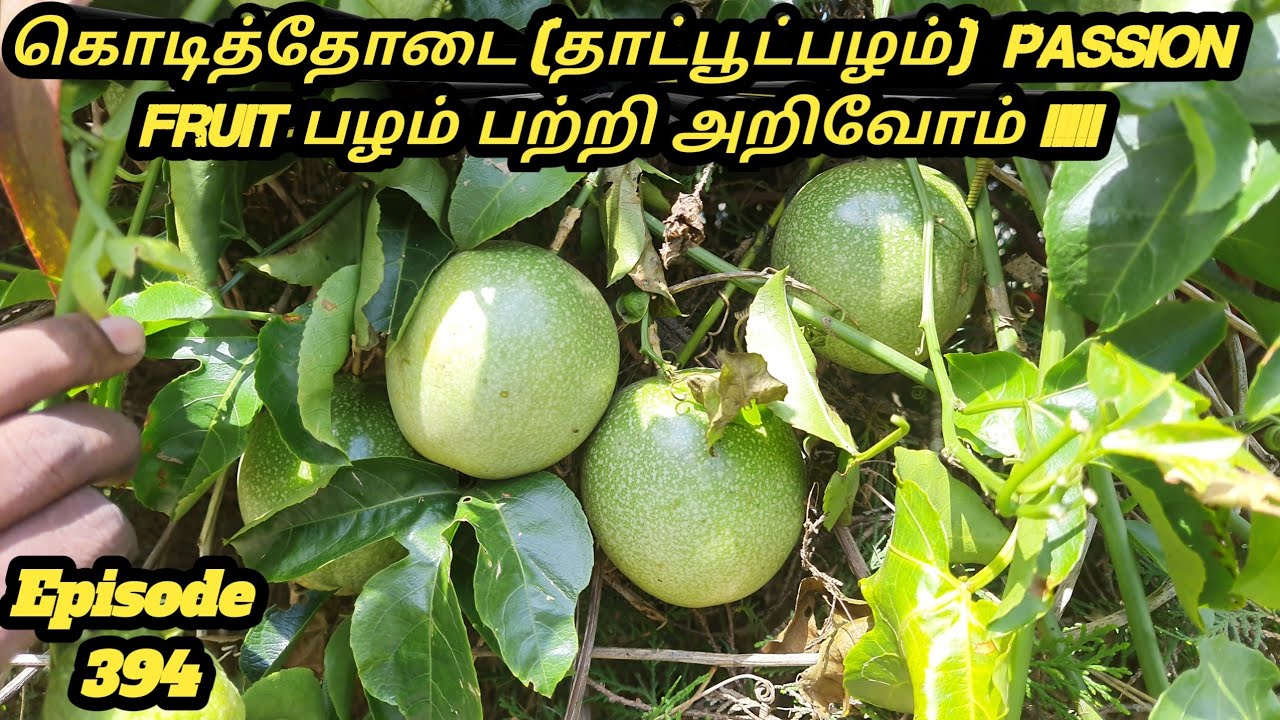 ##கொடித்தோடை பழம் #தாட்பூட்பழம் பற்றி அறிவோம் #Passion fruit Cultivation Tamil #பேஷன் ஃப்ரூட் பழம்
